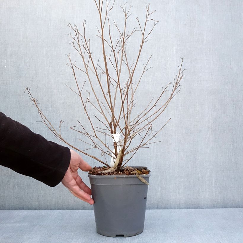 Example of Lagerstroemia Camaïeu d'Eté - Lilas des Indes Pot de 4L/5L as you get in printemps