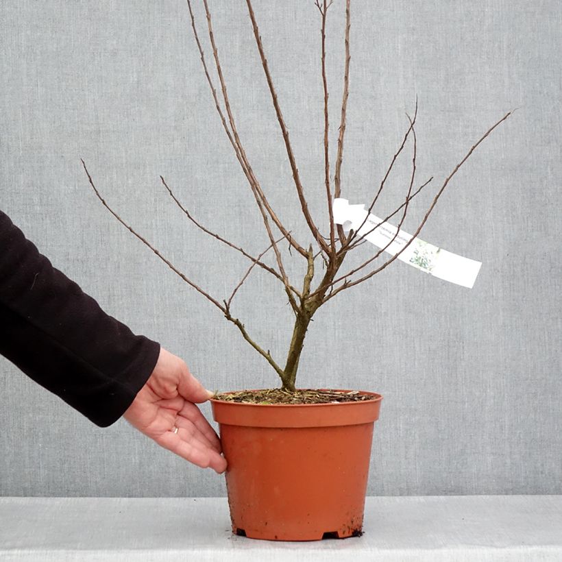 Example of Lagerstroemia Enduring White - Lilas des Indes Pot de 3L/4L, Touffe as you get in printemps