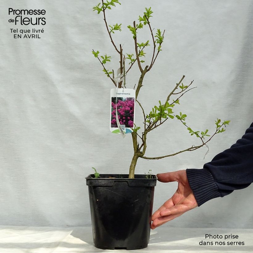Example of lagerstroemia indica Violet d'Eté indyvio - Lilas des Indes violine Pot de 3L/4L as you get in printemps
