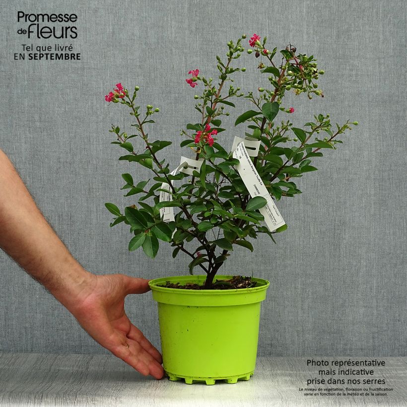 Spécimen de Lagerstroemia indica Bergerac - Lilas des Indes Pot de 3L/4L, Buisson tel que livré en automne