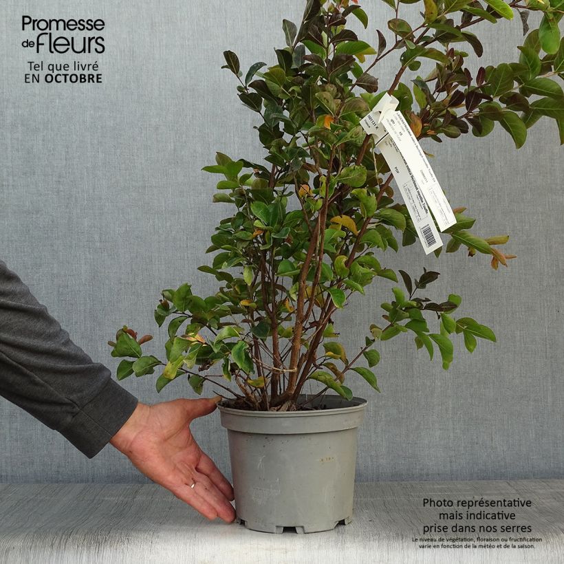Spécimen de Lagerstroemia indica Berlingot Menthe - Lilas des Indes Pot de 3L/4L, Buisson tel que livré en automne