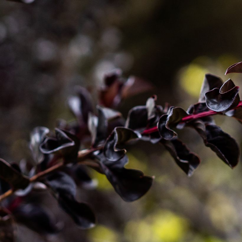 Lagerstroemia indica Black Diamond Lavender Lace - Lilas des Indes (Foliage)