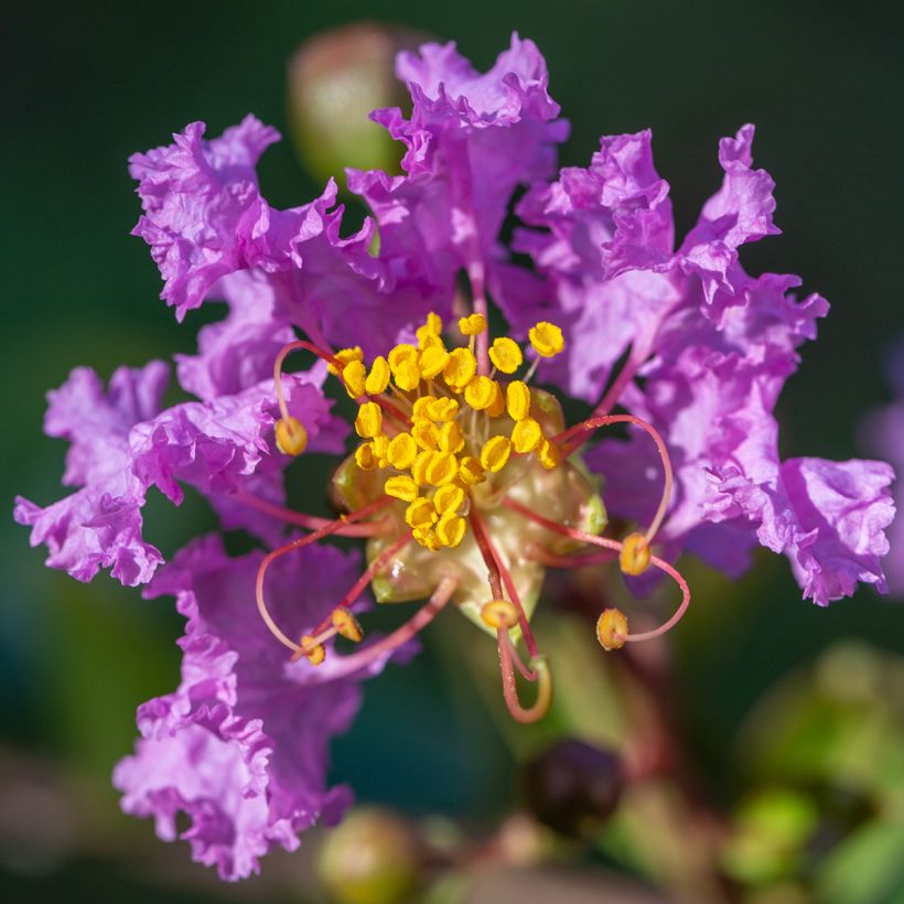 Lagerstroemia indica Black Diamond Lavender Lace - Lilas des Indes (Flowering)