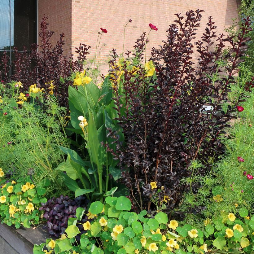 Lagerstroemia indica Black Diamond Lavender Lace - Lilas des Indes (Plant habit)