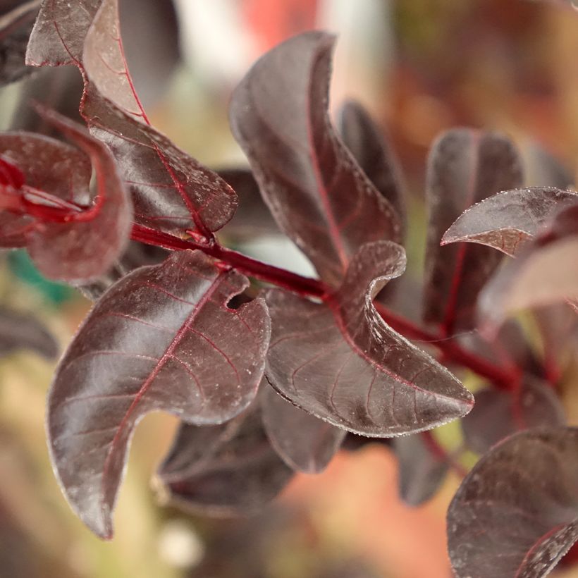 Lagerstroemia indica Black Solitaire (Black Diamond) Crimson Red - Lilas des Indes (Foliage)