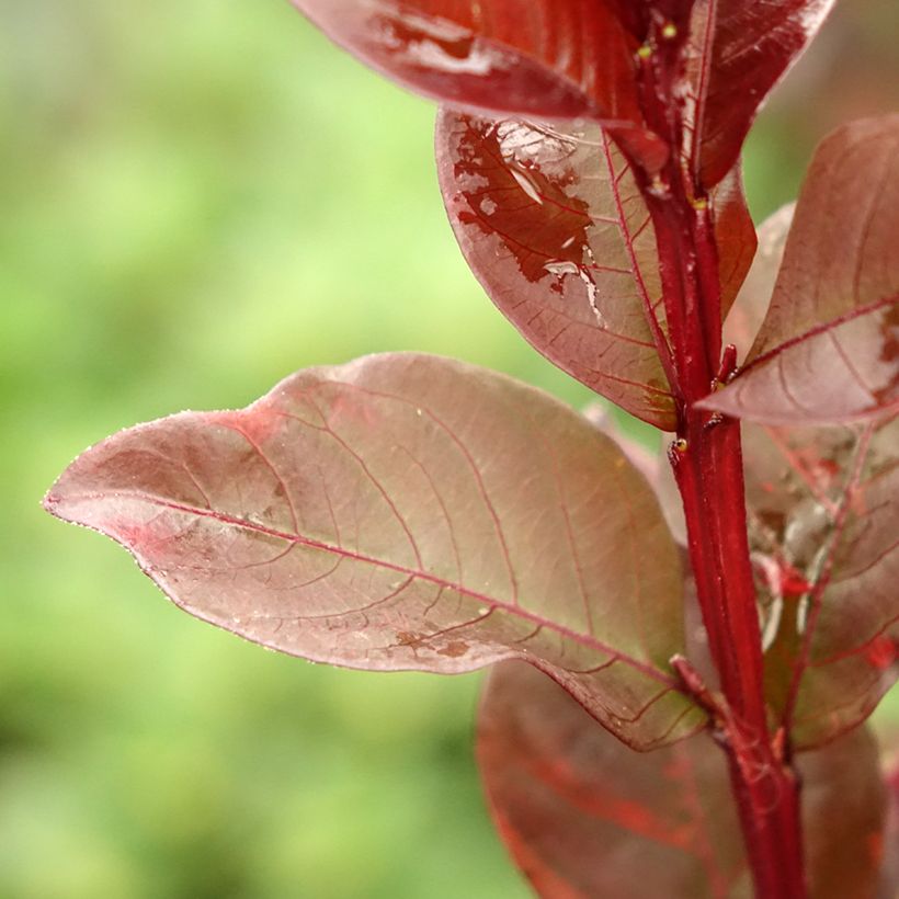 Lagerstroemia indica Black Solitaire (Black Diamond) Pure White - Lilas des Indes (Foliage)
