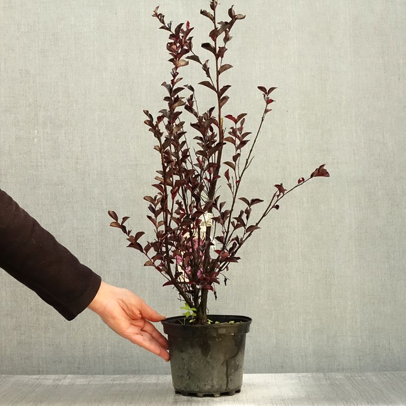 Spécimen de Lagerstroemia indica Black Solitaire (Black Diamond) Purely Purple - Lilas des Indes Pot de 3L/4L, Buisson tel que livré en automne