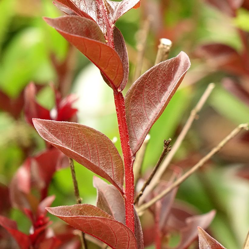 Lagerstroemia indica Black Solitaire (Black Diamond) Purely Purple - Lilas des Indes (Foliage)