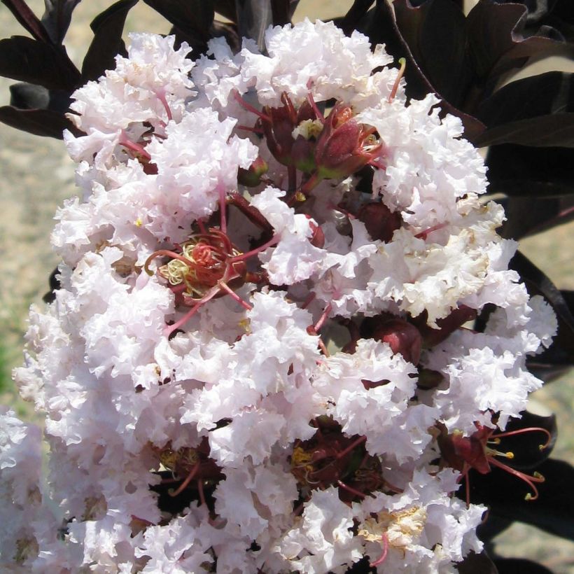 Lagerstroemia indica Black Solitaire® (Black Diamond) Blush - Lilas des Indes (Flowering)