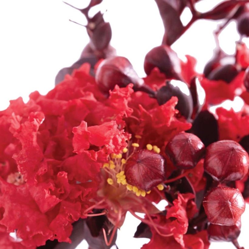Lagerstroemia indica Black Solitaire (Black Diamond) Crimson Red - Lilas des Indes (Flowering)