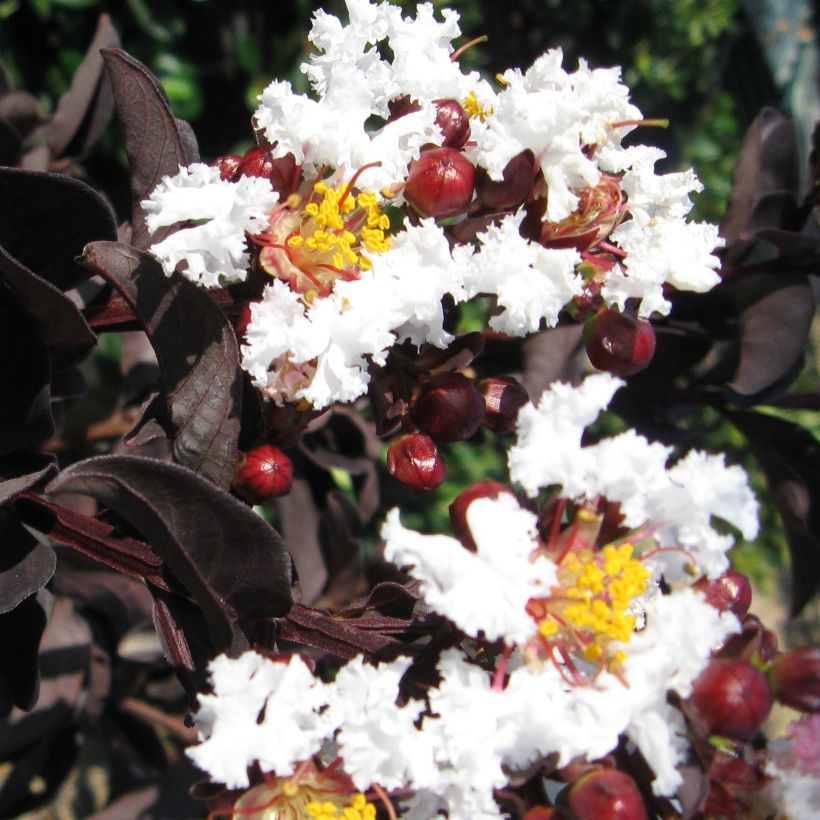 Lagerstroemia indica Black Solitaire (Black Diamond) Pure White - Lilas des Indes (Flowering)