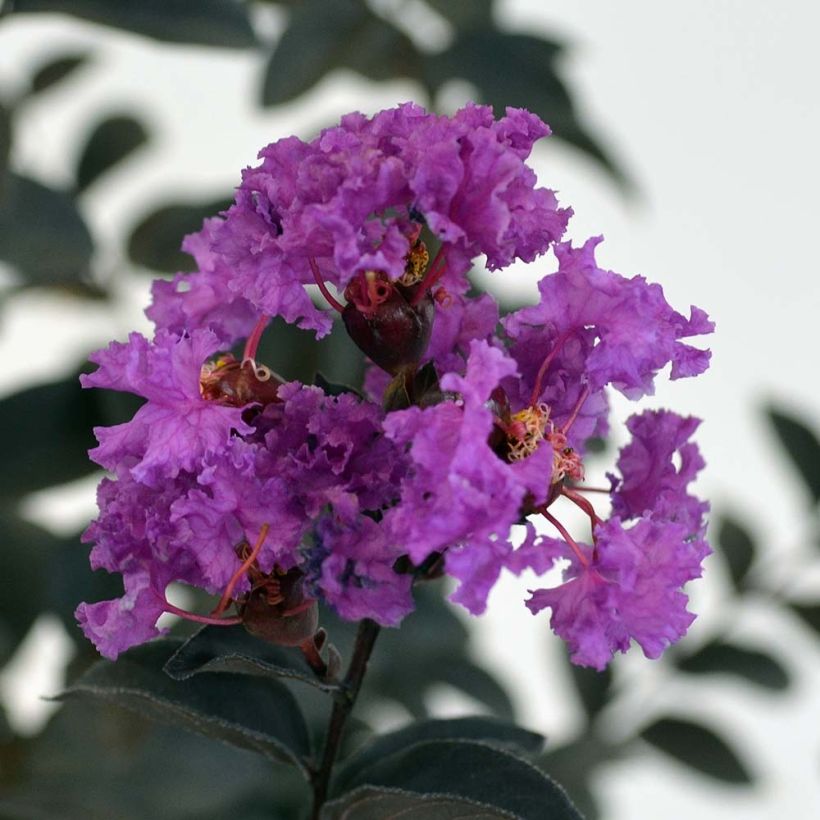 Lagerstroemia indica Black Solitaire (Black Diamond) Purely Purple - Lilas des Indes (Flowering)