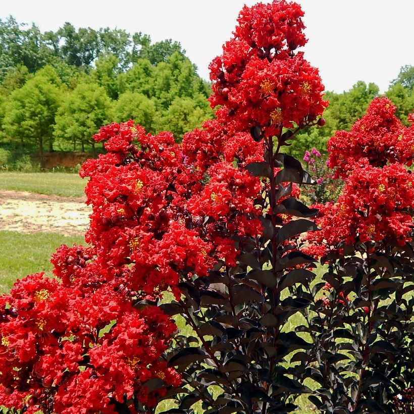 Lagerstroemia indica Black Solitaire (Black Diamond) Red Hot - Lilas des Indes (Flowering)