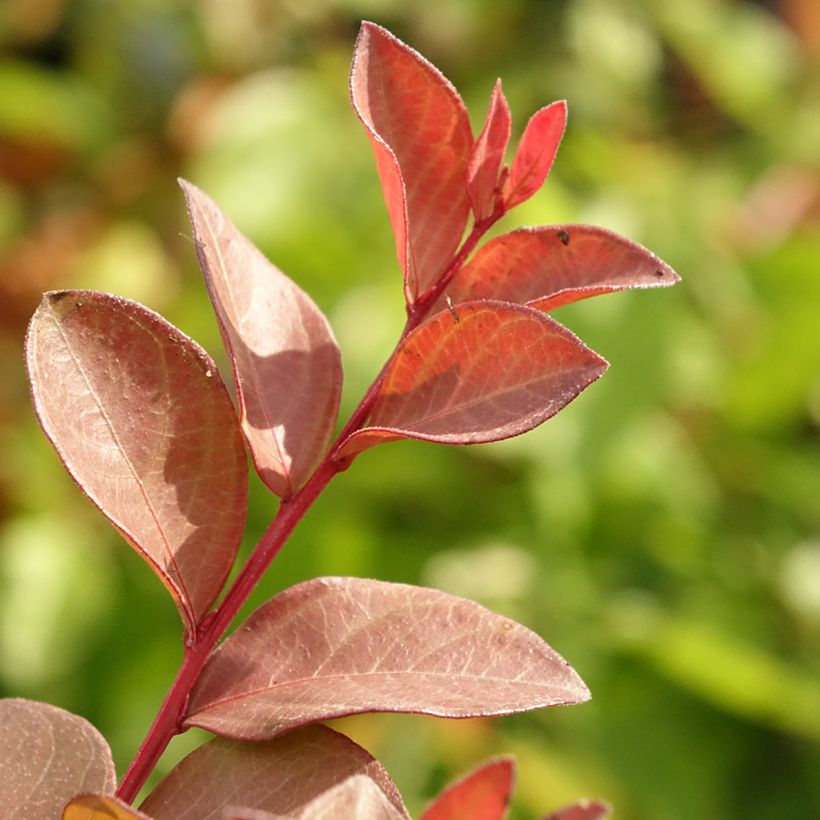 Lagerstroemia indica Cherry 'Lelaro' (Bouquet Rouge) - Lilas des Indes  (Foliage)