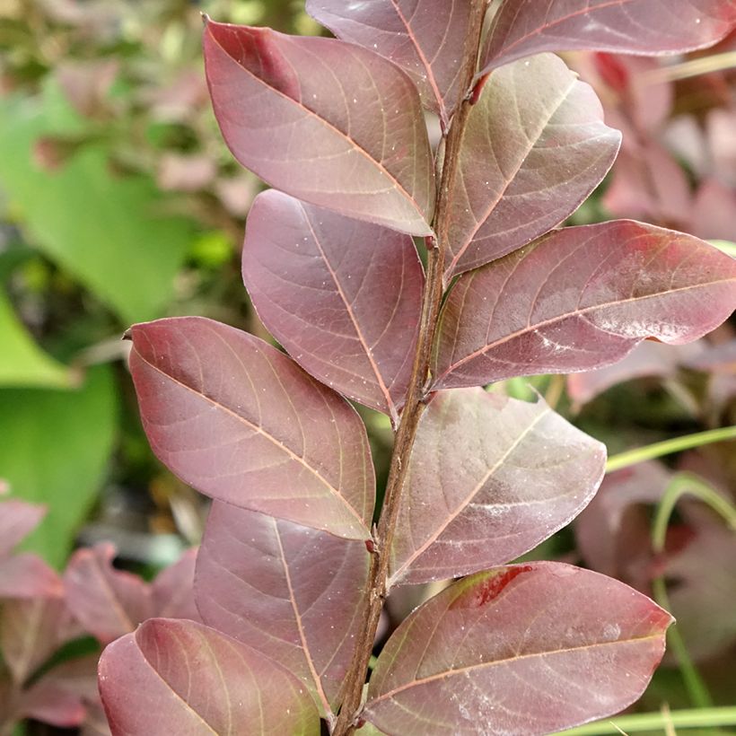 Lagerstroemia indica Coral Magic - Lilas des Indes (Foliage)