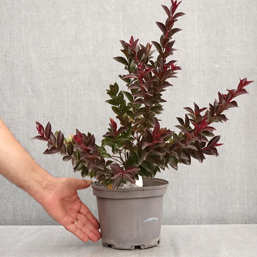 Spécimen de Lagerstroemia indica Double Feature - Lilas des Indes Pot de 2L/3L tel que livré en été