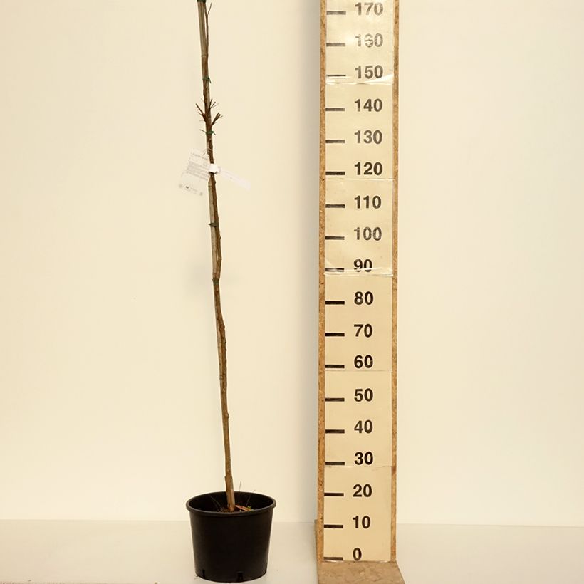 Example of Lagerstroemia indica Dynamite  - Lilas des Indes Pot de 7,5L/10L, Tige as you get in printemps