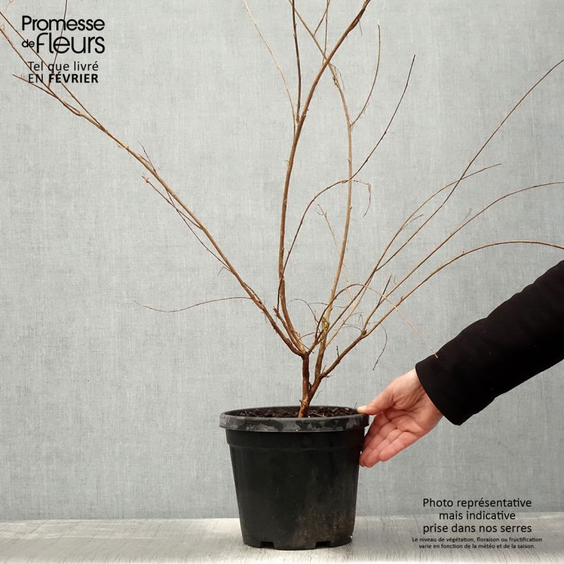 Spécimen de Lagerstroemia indica Nivea - Lilas des Indes Pot de 6L/7L, Buisson, Touffe tel que livré en hiver