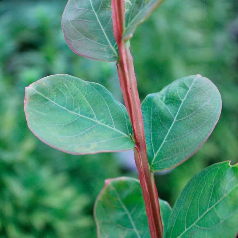 Lagerstroemia indica Petite Canaille mauve - Lilas des Indes mauve (Foliage)
