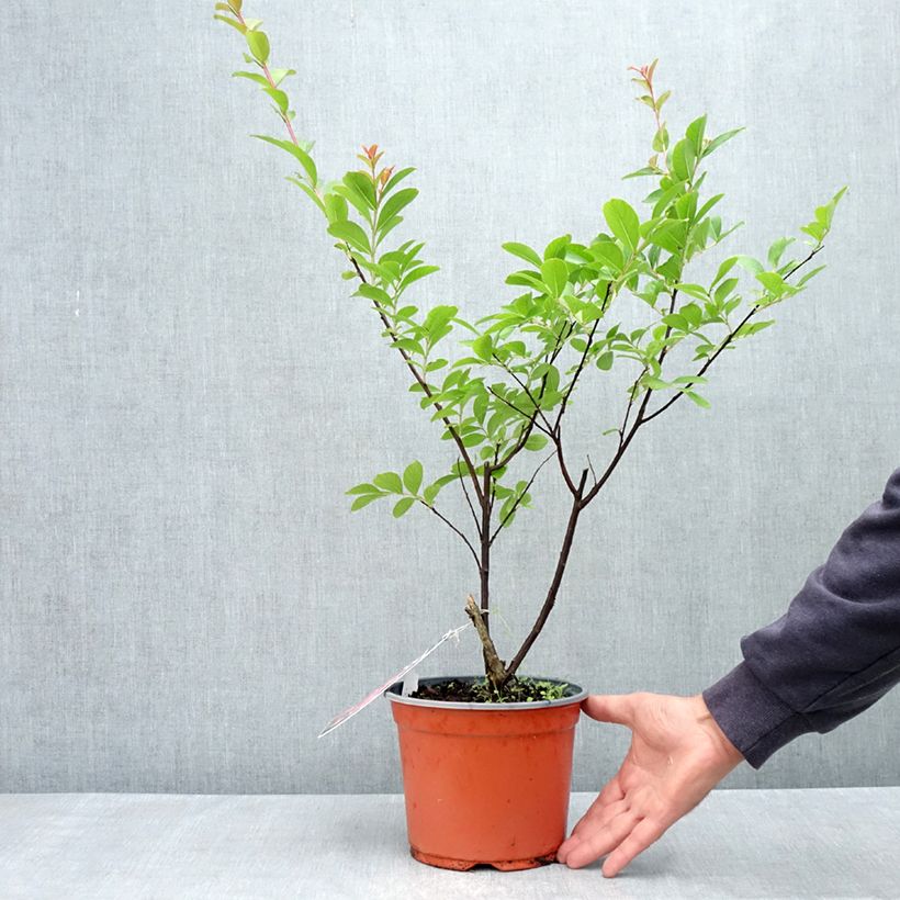 Example of Lagerstroemia indica Pink Grand Sud - Lilas des Indes Pot de 3L/4L, Buisson, Touffe as you get in printemps