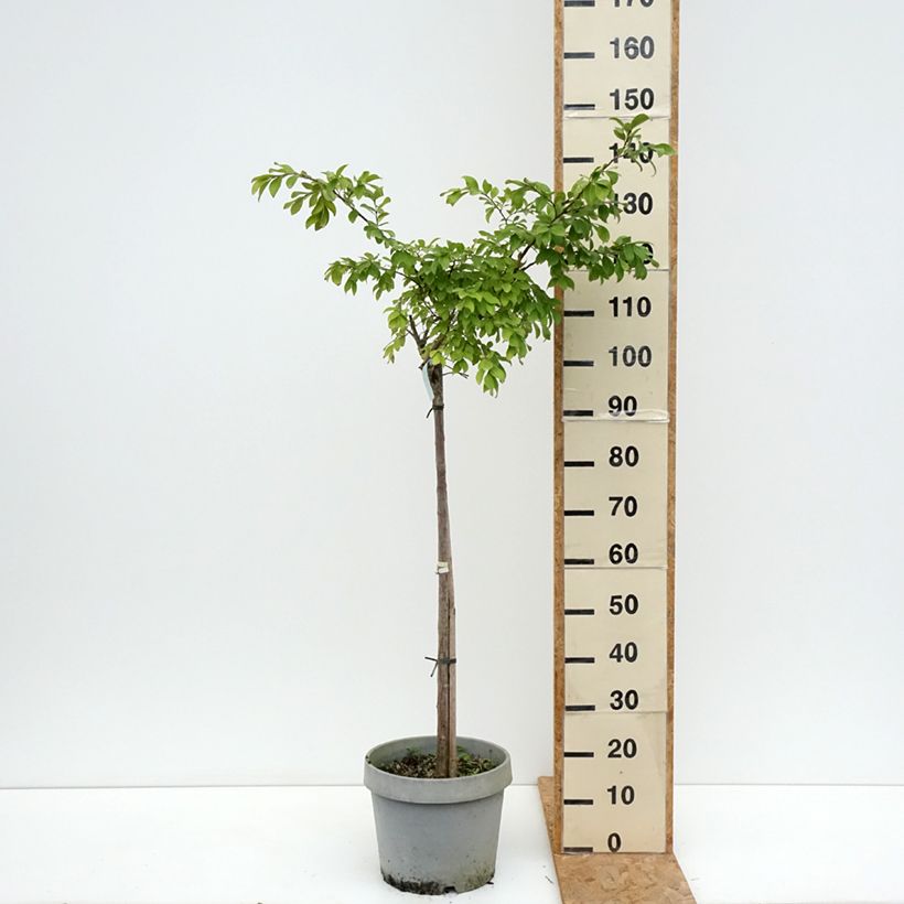 Spécimen de Lagerstroemia indica Pixie White - Lilas des Indes  Pot de 7,5L/10L, Demi-Tige tel que livré en été