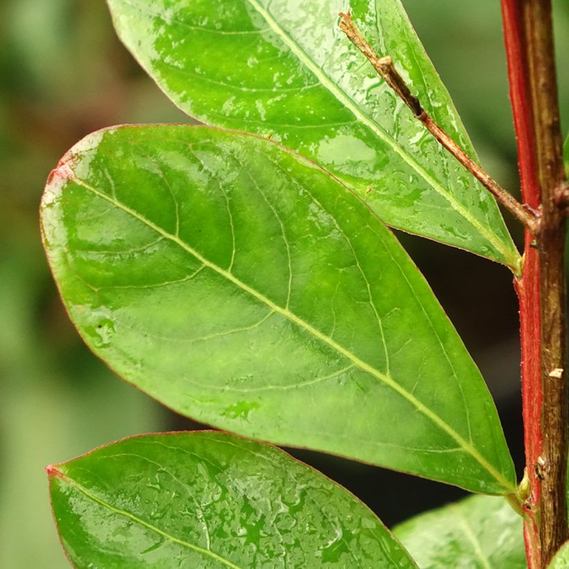 Lagerstroemia indica Red imperator - Lilas des Indes (Foliage)