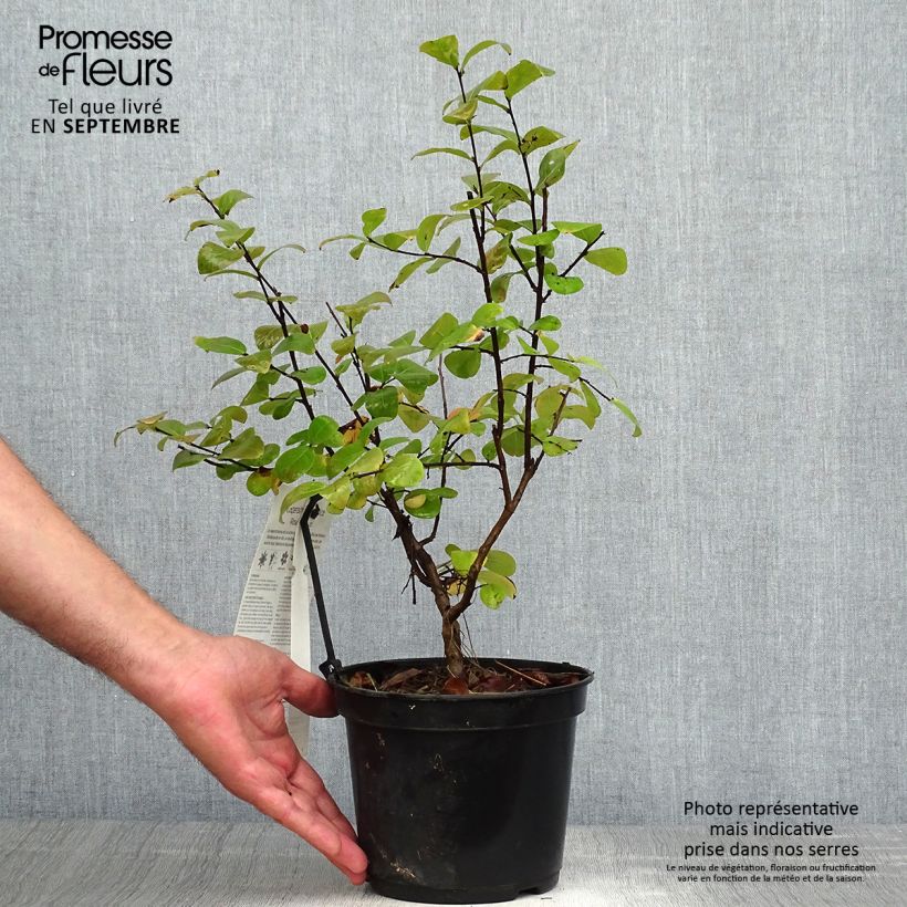 Spécimen de Lagerstroemia indica Rose Fuchsia - Lilas des Indes Pot de 3L/4L, Buisson tel que livré en automne