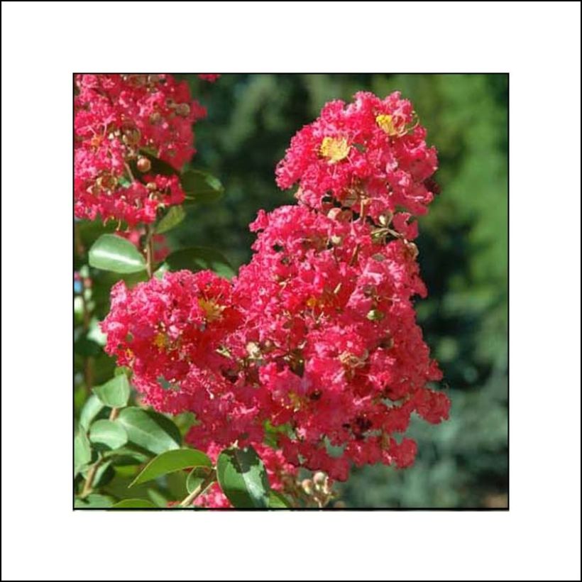 Lagerstroemia indica Rubra - Lilas des Indes (Flowering)