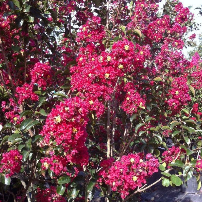 Lagerstroemia indica Summer Charm Arapaho - Lilas des Indes (Flowering)