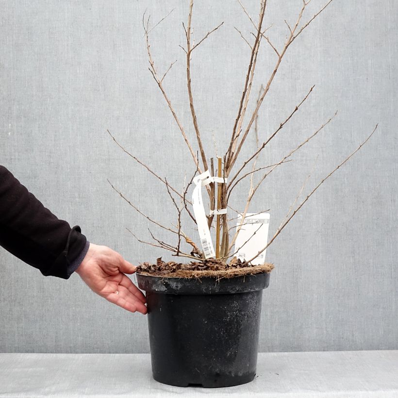 Spécimen de Lagerstroemia indica Summer Charm Hopi - Lilas des Indes Pot de 7,5L/10L tel que livré au printemps