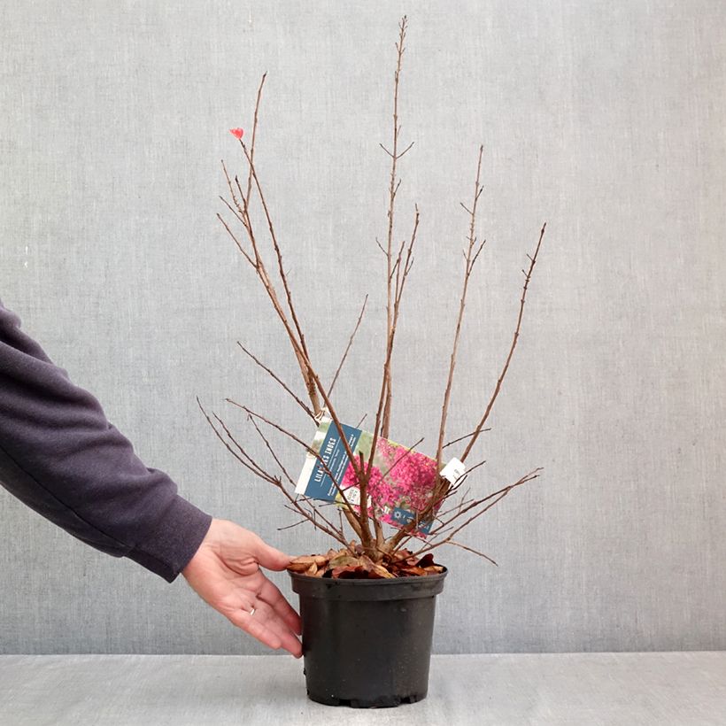 Spécimen de Lagerstroemia indica Summer Charm Tonto - Lilas des Indes  Pot de 3L/4L tel que livré en automne