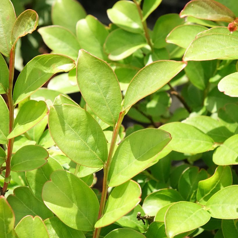 Lagerstroemia indica Terre Chinoise - Lilas des Indes	 (Feuillage)