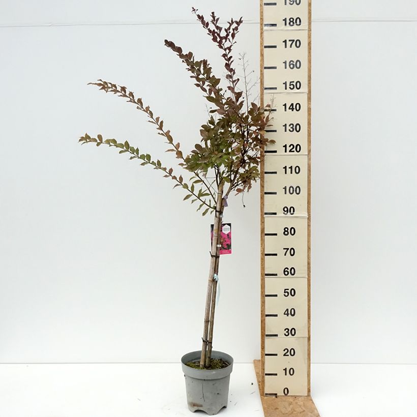 Spécimen de Lagerstroemia indica With Love Kiss Milarosso - Lilas des Indes Pot de 7,5L/10L, Tige de 60 cm tel que livré en été