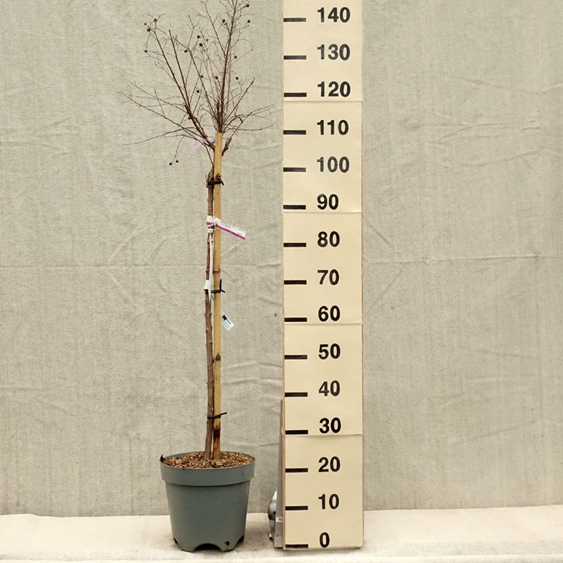 Example of Lagerstroemia indica With Love Kiss Milarosso - Lilas des Indes Pot de 7,5L/10L, Tige de 60 cm as you get in printemps