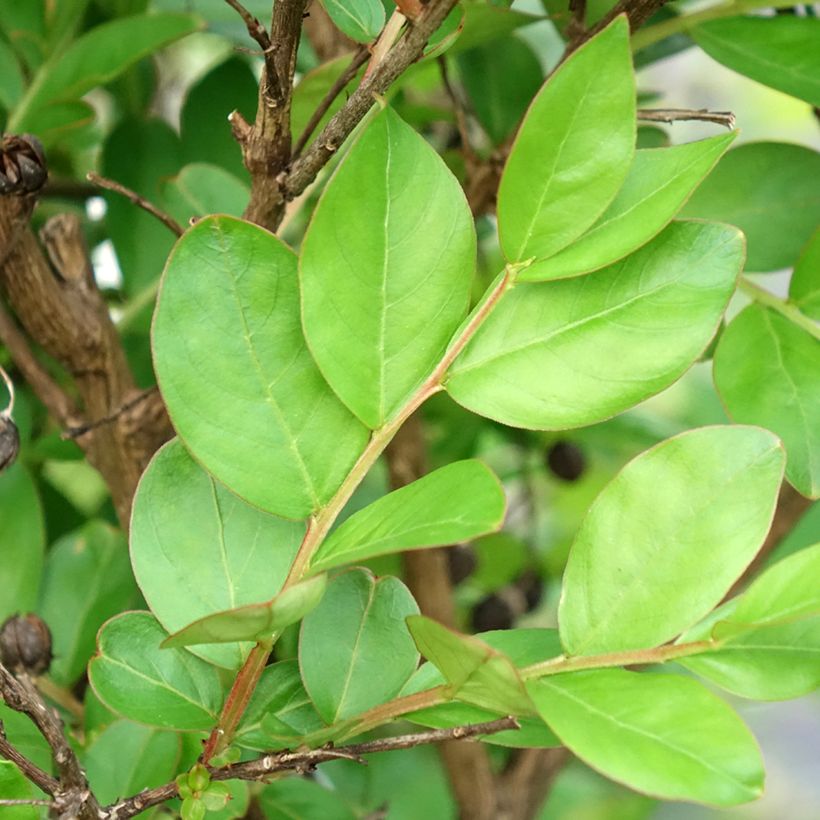 Lagerstroemia indica With Love Kiss Milarosso - Lilas des Indes (Foliage)