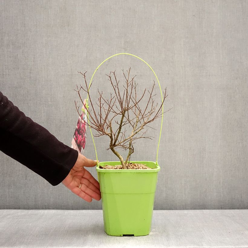 Example of Lagerstroemia indica With Love Kiss Milarosso - Lilas des Indes Pot de 3L/4L as you get in hiver