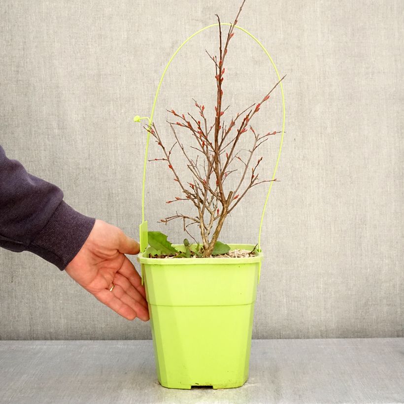 Spécimen de Lagerstroemia indica With Love Kiss Milarosso - Lilas des Indes Pot de 3L/4L tel que livré au printemps