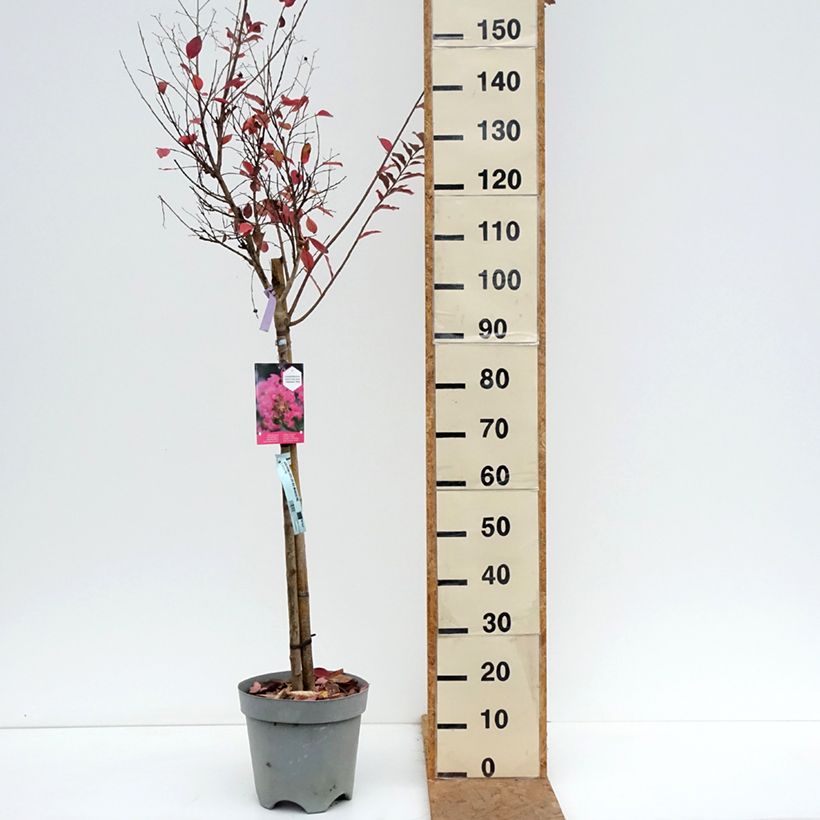 Spécimen de Lagerstroemia indica With Love Kiss Milarosso - Lilas des Indes Pot de 7,5L/10L, Tige de 60 cm tel que livré en automne