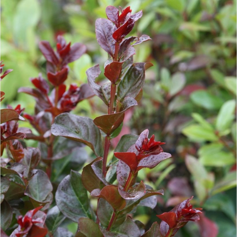 Lagerstroemia indica Pink Velours - Lilas des Indes (Foliage)