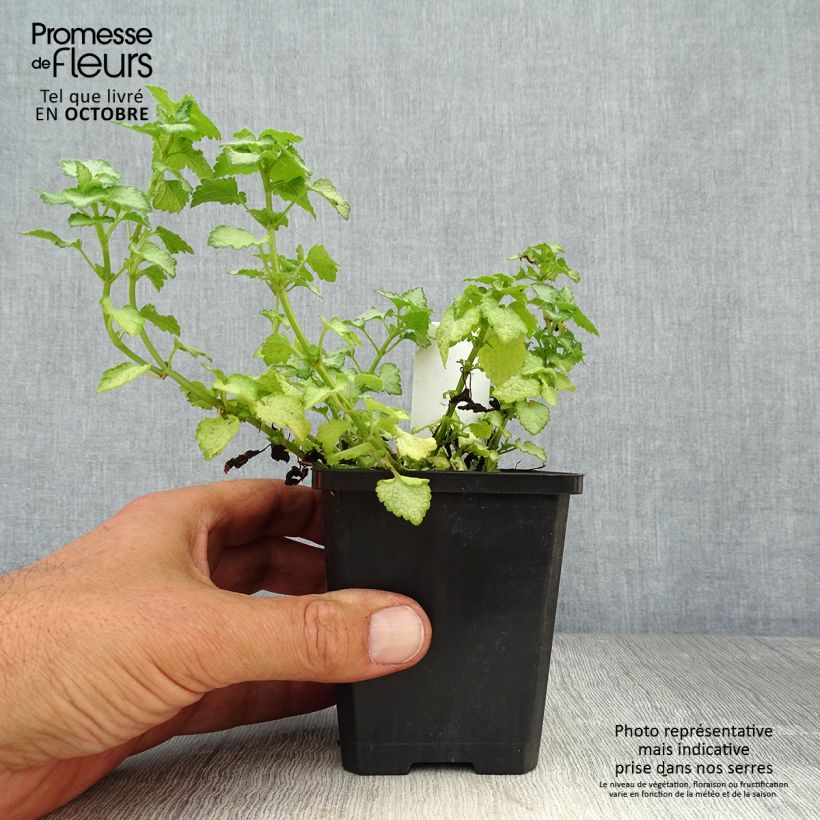 Spécimen de Lamium maculatum Pink Pewter - Lamier rose Godet de 8/9 cm tel que livré en automne