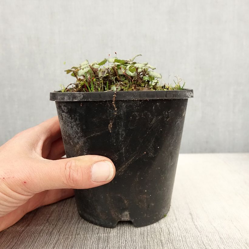 Example of Lamium maculatum Purple Dragon - Lamier argenté et violet Pot de 1,5L/2L as you get in printemps