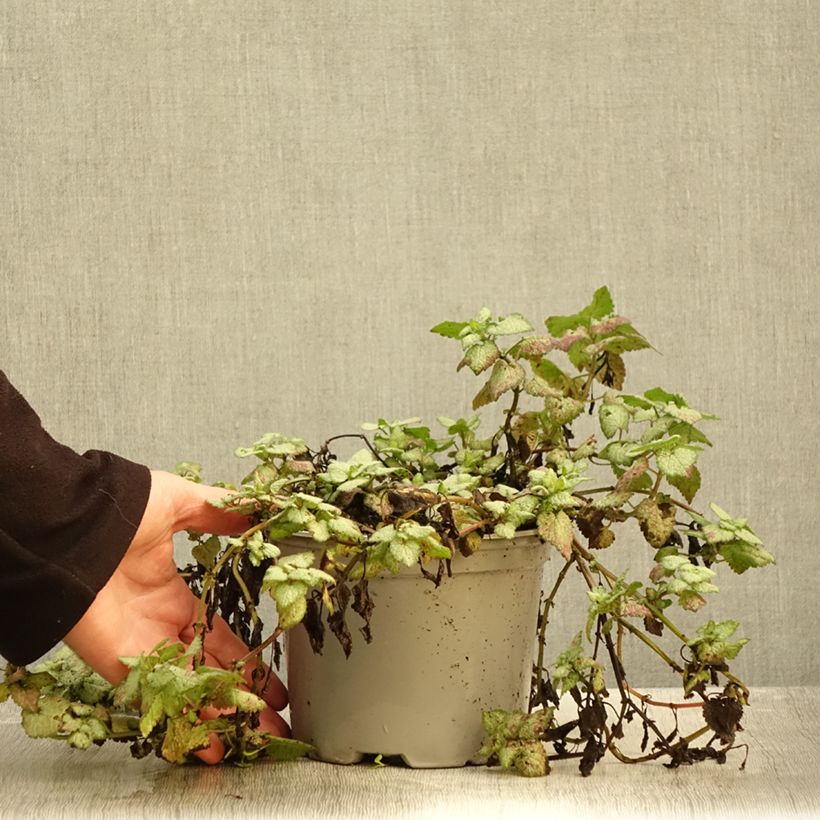 Spécimen de Lamium maculatum Red Nancy - Lamier maculé Pot de 2L/3L tel que livré en automne