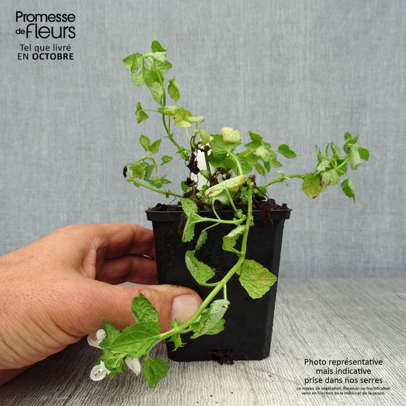 Spécimen de Lamium maculatum White Nancy - Lamier blanc Godet de 8/9 cm tel que livré en automne