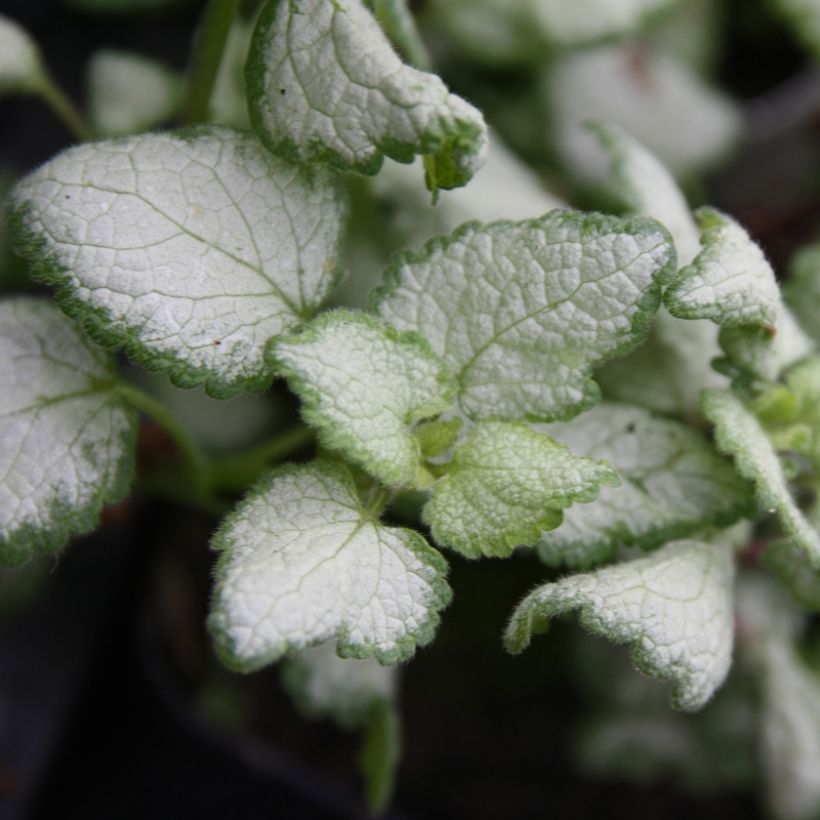 Lamium maculatum Red Nancy - Lamier pourpre (Foliage)