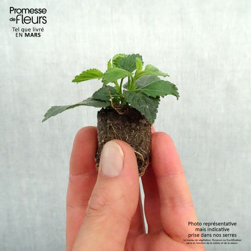 Spécimen de Lantana camara Shamrock Peach Mini-motte Ø 3/4 cm tel que livré au printemps