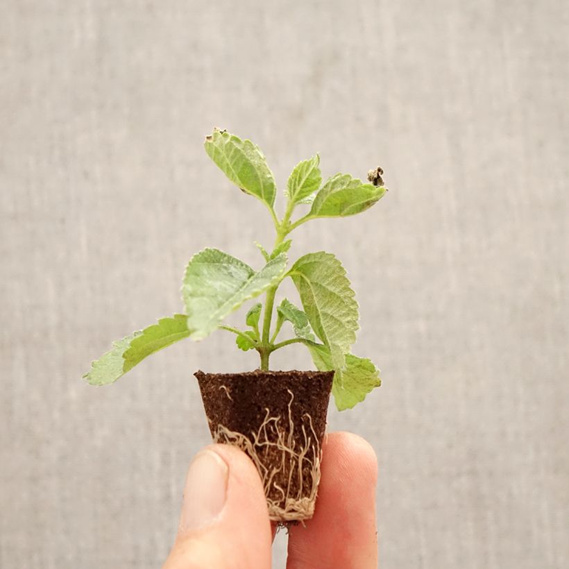 Spécimen de Lantana camara Shamrock Red Mini-motte Ø 3/4 cm tel que livré au printemps