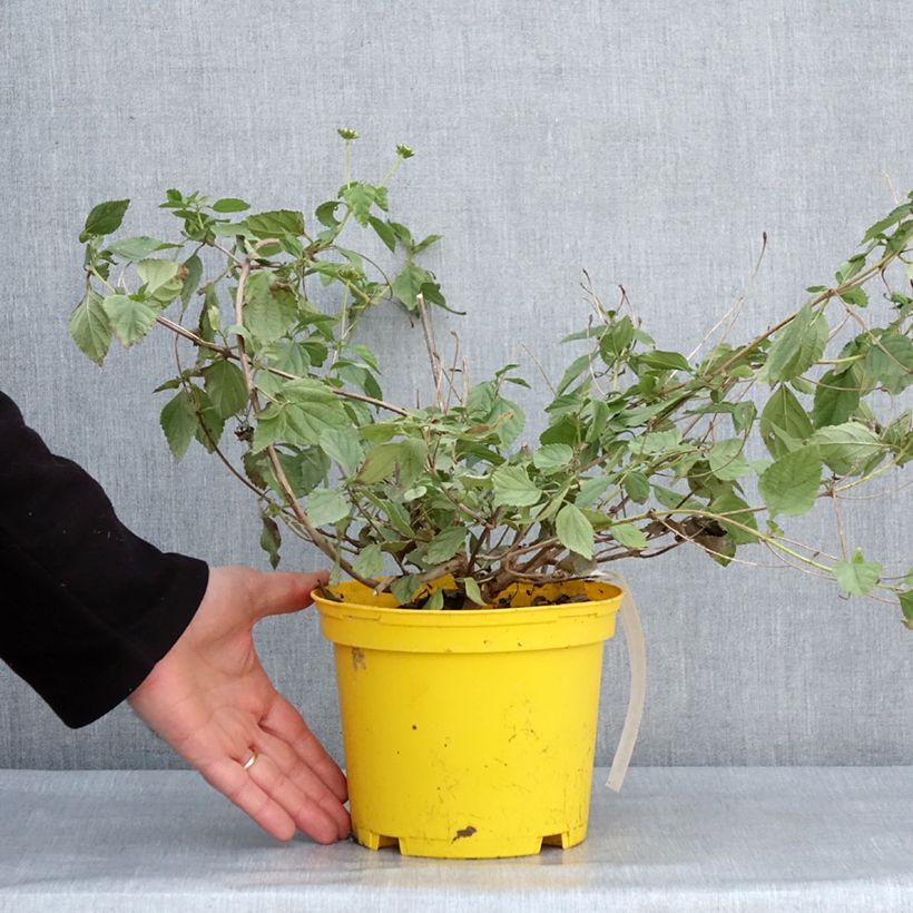 Example of Lantana Chapel Hill Yellow Pot de 2L/3L as you get in hiver