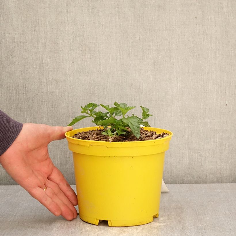 Spécimen de Lantana Chapel Hill Yellow Pot de 2L/3L tel que livré au printemps