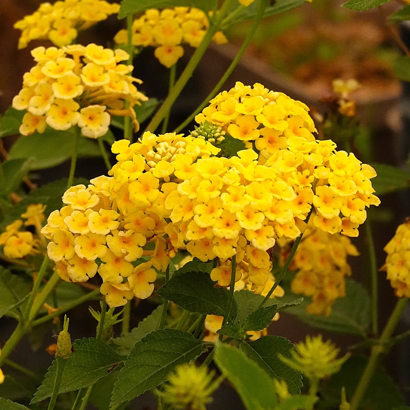 Lantana Chapel Hill Yellow (Floraison)
