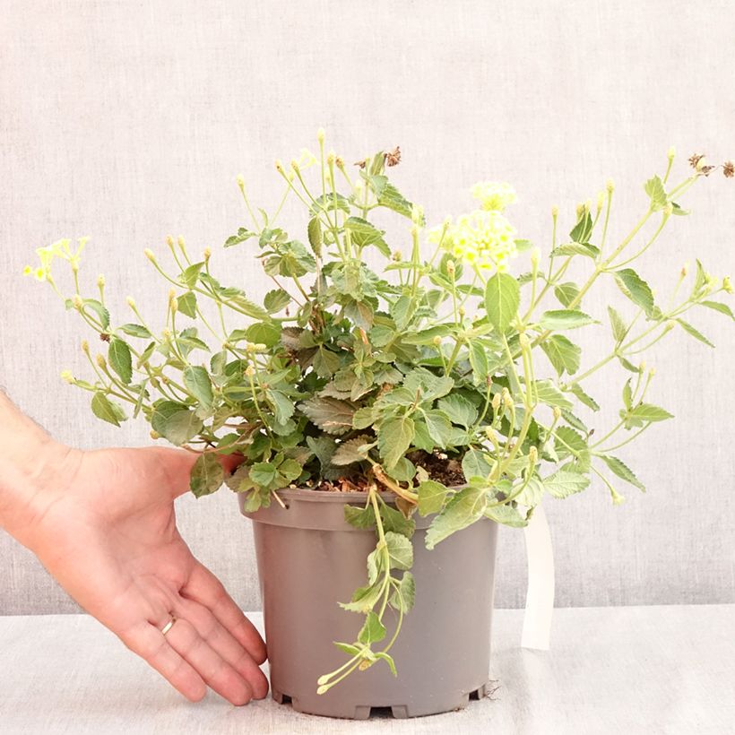 Spécimen de Lantana Sunny Side Up Pot de 2L/3L tel que livré en été